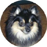 Magnet - Round Dog1.jpg (53786 bytes)